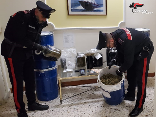 Castignano - In casa 17 chili di marijuana: arrestato insospettabile 36enne